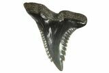 Snaggletooth Shark (Hemipristis) Tooth - South Carolina #274523-1